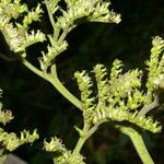 Tournefortia hirsutissima Flor