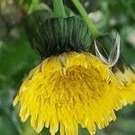 Sonchus asper Flower
