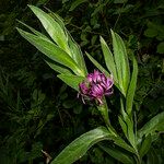 Cyanus triumfettii Flower