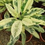 Schefflera pueckleri cv. 'Variegata' Blad