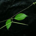 Ceropegia macrantha Pokrój
