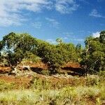 Arillastrum gummiferum Habitat