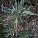 Matthiola incana Hoja