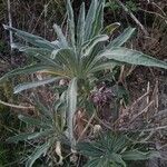 Matthiola incana Blad