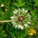 Taraxacum officinale ফল