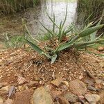 Crypsis schoenoides Hoja
