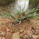 Crypsis schoenoides Blad