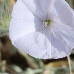 Convolvulus cephalopodus Flower