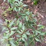 Fuchsia regia Leaf