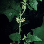 Solanum stramoniifolium Egyéb