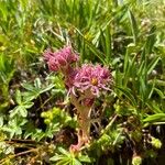 Sempervivum montanumFlor