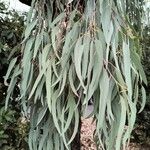 Eucalyptus sideroxylon List