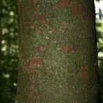 Protium aracouchini Кора