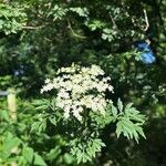 Sambucus canadensisFleur