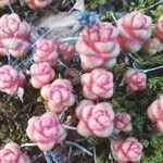 Sedum andegavense 葉