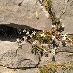 Arenaria aggregata Flower