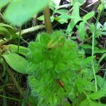 Hydrophyllum capitatum Leaf