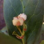 Pyrostria orbicularis 花