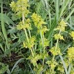 Cruciata laevipes موطن