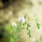 Linum lewisii आदत