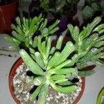 Crassula ovataYaprak