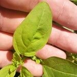 Chenopodium polyspermum Blad