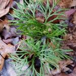 Diphasiastrum complanatum Libunga