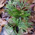 Lycopodium complanatum Habit