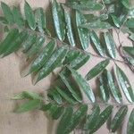 Xylopia crinita Leaf