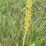 Neottia ovata Flower