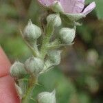 Rubus rigidus Λουλούδι