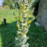 Verbascum pulverulentumVirág