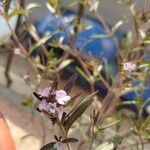 Satureja hortensis Λουλούδι