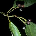 Miconia acuminata Fruit