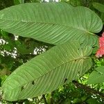 Anthurium cuspidatum Leaf