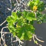 Hibiscus brackenridgei Deilen