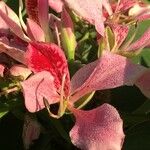 Bauhinia monandra Цвят