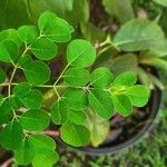 Moringa oleiferaList