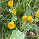 Blackstonia perfoliata Hábito