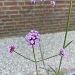 Verbena bonariensisफूल