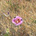 Calochortus venustus Květ