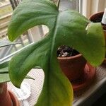 Philodendron panduriforme Leaf