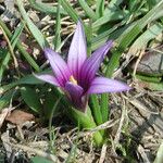 Romulea linaresii Bloem