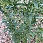 Eupatorium altissimum Levél