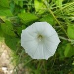 Calystegia sepium Virág