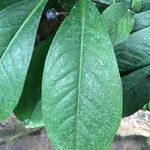 Ardisia elliptica Levél