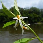 Solanum monachophyllum Flower