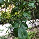 Schotia latifolia Hoja