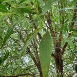 Conocarpus lancifolius Leaf