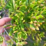 Pemphis acidula Blatt